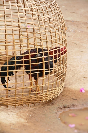 Fighting cock with the nature in gardenの写真素材