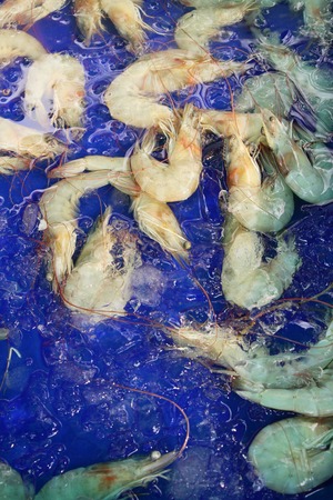 Fresh shrimp for cooking at street foodの写真素材