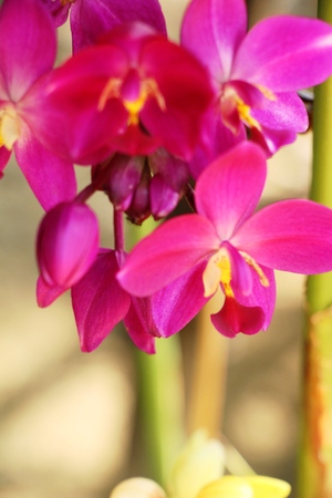 Orchid flower is beautiful in the gardenの写真素材