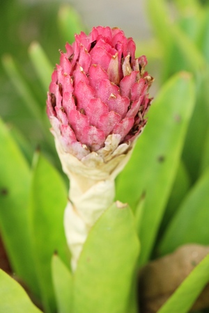 Bromeliad flower in the garden with natureの写真素材