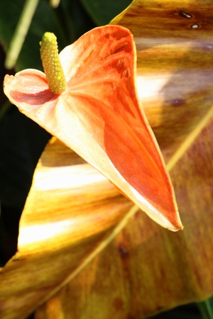Flamingo flower is beautiful in the gardenの写真素材