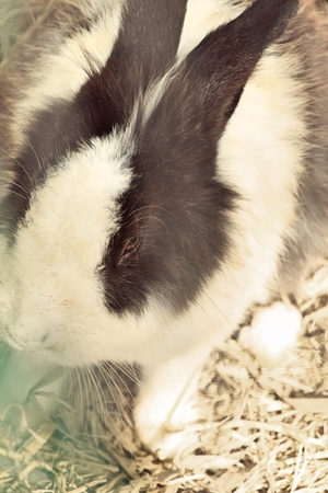 Rabbit white is lovely in the farmの写真素材