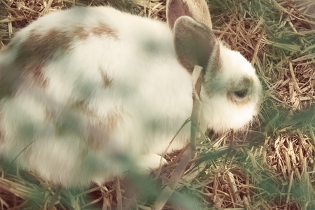 Rabbit white is lovely in the farmの写真素材