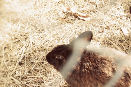 Rabbit white is lovely in the farmの写真素材
