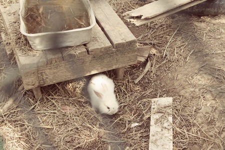 Rabbit white is lovely in the farmの写真素材