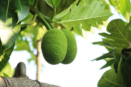 breadfruit hanging on the tree with natureの写真素材