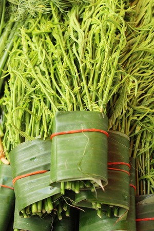 Acacia pennata for cooking at street foodの写真素材