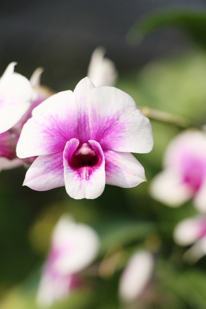 Orchid flower is beautiful in the gardenの写真素材