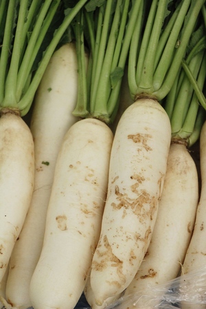 Fresh radish for cooking at street foodの写真素材