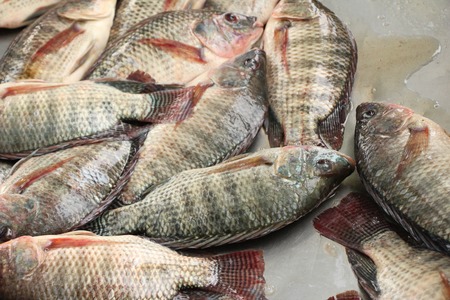 Fresh fish for cooking at street foodの写真素材