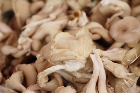 Fresh mushrooms for cooking at street foodの写真素材