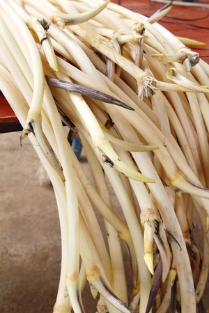 Lotus stems for cooking at street foodの写真素材