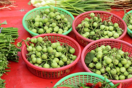 Fresh eggplant green organic is a bunchの写真素材