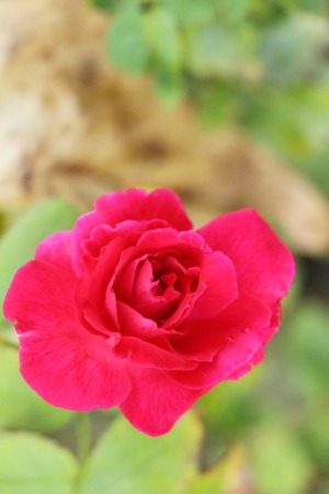 Beautiful roses is blooming in the gardenの写真素材