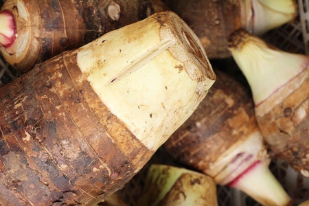 fresh taro root for cooking in marketの写真素材