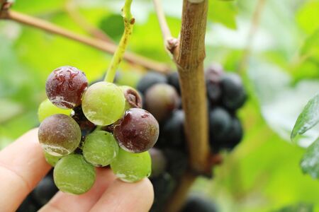 Fresh grapes in the vineyard with natureの写真素材
