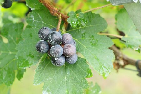 Fresh grapes in the vineyard with natureの写真素材