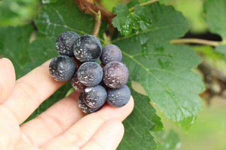 Fresh grapes in the vineyard with natureの写真素材