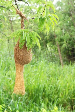 Bird nest on tree with the natureの写真素材