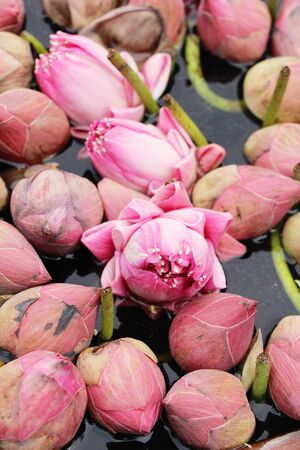 Beautiful lotus in the pond with natureの写真素材