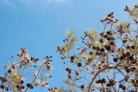 Pine branches with cones on blue sky backgroundの写真素材