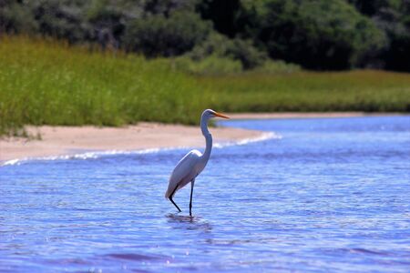 Marsh Birdの写真素材