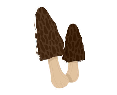 Edible nature mushroom, forest background, autumn boletus set, isolated on white, design, flat style vector illustration.のイラスト素材