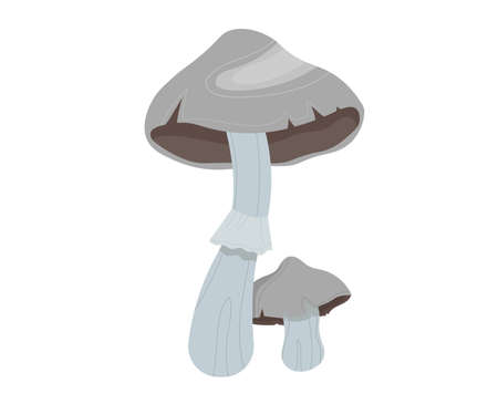 Edible nature mushroom, forest background, autumn boletus set, isolated on white, design, flat style vector illustration.のイラスト素材