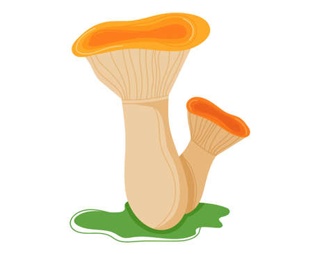 Mushroom forest, autumn food, fungus collection, white darner ingredient isolated on white, design, flat style vector illustrationのイラスト素材