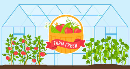 Vegetables grow in farm greenhouse vector illustration, cartoon flat fresh harvest of tomatoes and cucumbers growing in glasshouseのイラスト素材