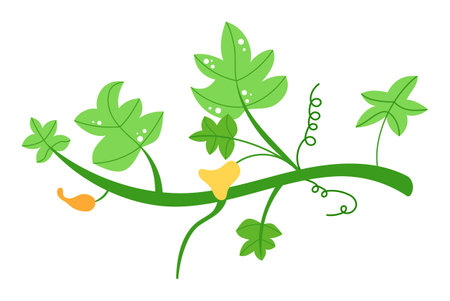 Three sentences Green leafy vine plant flat illustration showing various stages growth vine tendrils. Botanical vegetal flat foliage groomed stylized decor isolated white background. Ideal graphicのイラスト素材
