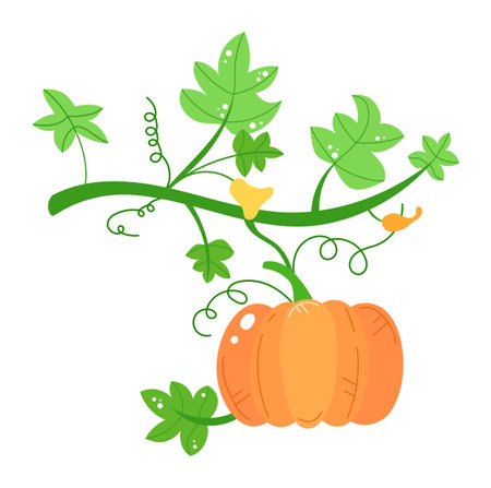 Cartoon orange pumpkin growing green vine large leaves, white background. Botanical illustration, agricultural, farm produce, autumn harvest concept. Stylized drawing educational materialのイラスト素材