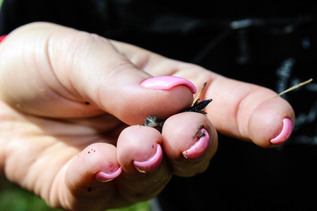 Baby lizard handの写真素材