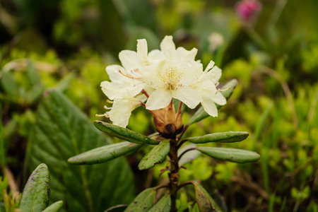 blooming white yellow rhododendron brachycarpum aureum on a background of green foliage. mountain...