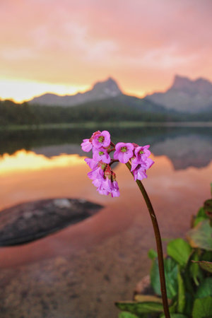 Purple wild flower against a wonderful pink sunset on a mountain lake.