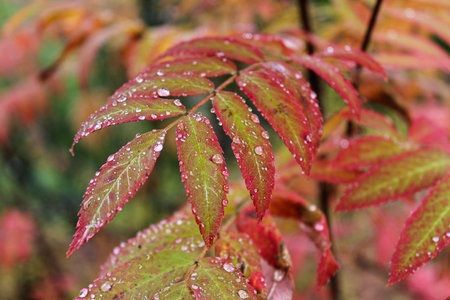 Plant branch with green-red leaves and drops of water after rain or dew. autumn colors background
