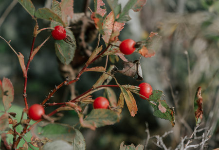 Medicinal plant, dog-rose fruit on a bush in the autumn season