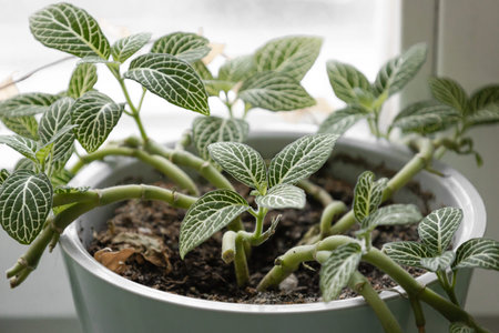 Home indoor plant Fittonia verschaffelta in a pot. Green leaves with white stripes.の写真素材