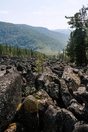 A scattering of large stones among the forest.の写真素材