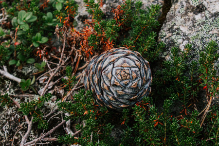 Botanical background in grey, green and brown colors. Forms created by nature.の写真素材