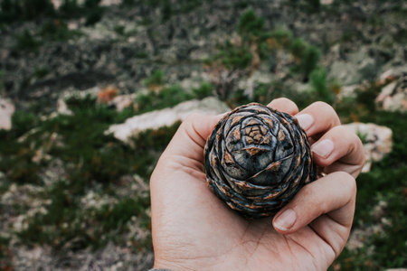 Beautiful cedar pine cone in a hand against forest background. Gifts of the wild nature. Source of polyunsaturated fatty acids. Use in folk medicine. Food in the woods.の写真素材