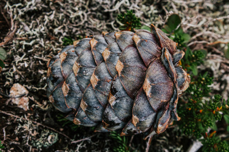 Raw food diet. Fresh cedar cone. pine nuts are a source of vitamins. Meal found in the forest that is not cooked.の写真素材