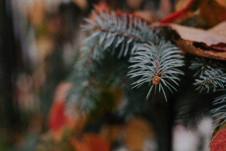 Blue spruce branches with needles in fallen leaves of yellow and red colors. Autumn botanical background, fir-tree and blurred copyspace. Selective focus. Evergreen coniferous tree. High quality photoの写真素材