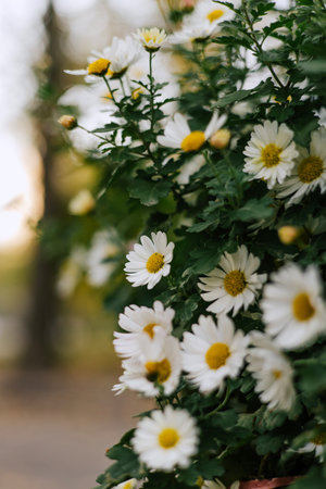 Daisy bush With white petals, yellow inflorescence and green stems. Matricaria chamomilla annual flowering plant of the Asteraceae family. Summer floral background.の写真素材