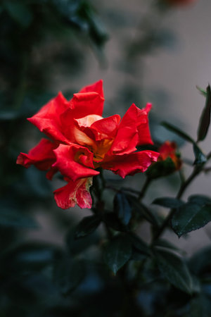 Blossoming bud of beautiful delicate flower in the garden. Dark green background. Blooming red...