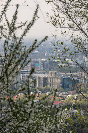View of multi-storey and low-rise buildings through the branches of flowering trees and bushes. Spring blossom, cityscape Almaty, Kazakhstan. White flowers and fresh green leaves, nature park in townの写真素材