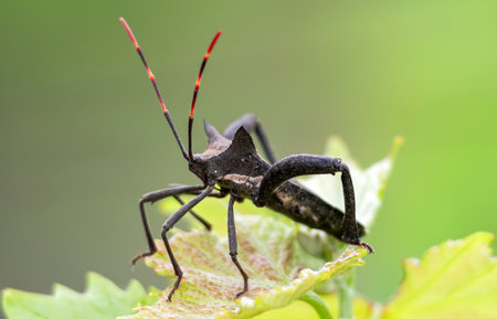 Black beetle with 6 legs and long striped red-black mustache sits on leaf, biology wildlife green...