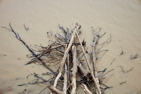 Washed driftwood and fallen trees lie in water on shore sea or ocean. Natural background, seashore,...