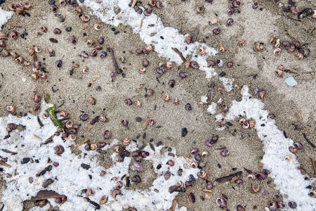 Empty small snail shells on the sand, frost covered, sprinkled with snow, close up, top view. Cold...
