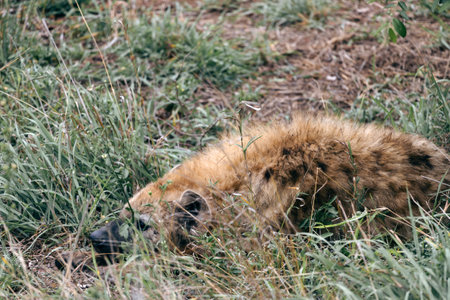 Spotted hyena lies, resting in green grass, animal in natural habitat, wildlife South Africa. Kruger National Park safari. African wild natureの写真素材